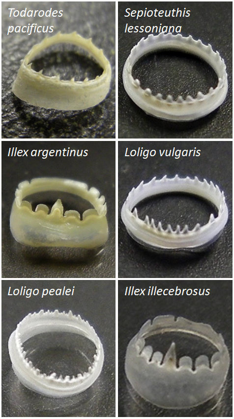 Self healing polymer ring of teeth squid